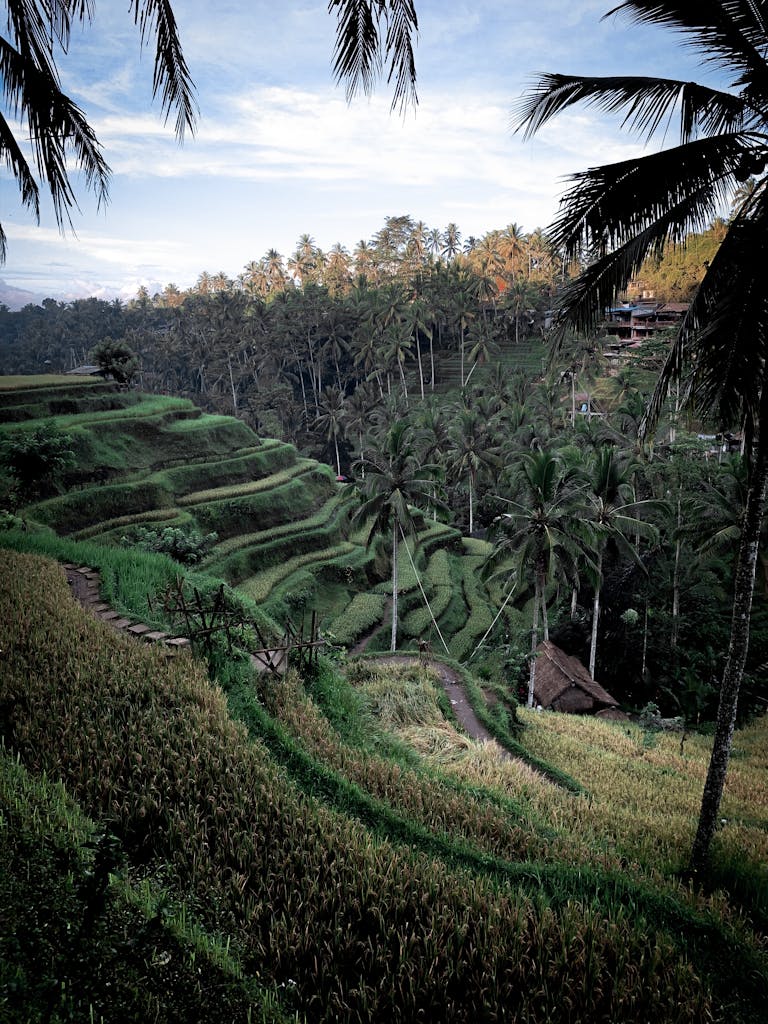 Capture of vibrant rice terraces and coconut trees in Ubud, Indonesia.