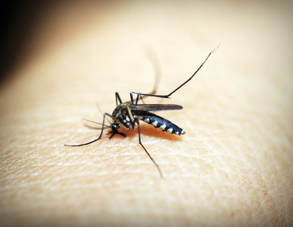 Discover everything you need to know about mosquitos in Alaska. Learn how to avoid bites, understand their peak seasons, and get tips.