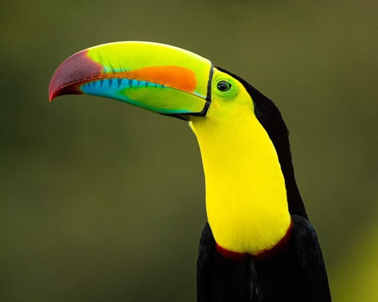 Vibrant toucan with colorful beak, showcasing exotic bird species for travel and nature enthusiasts.