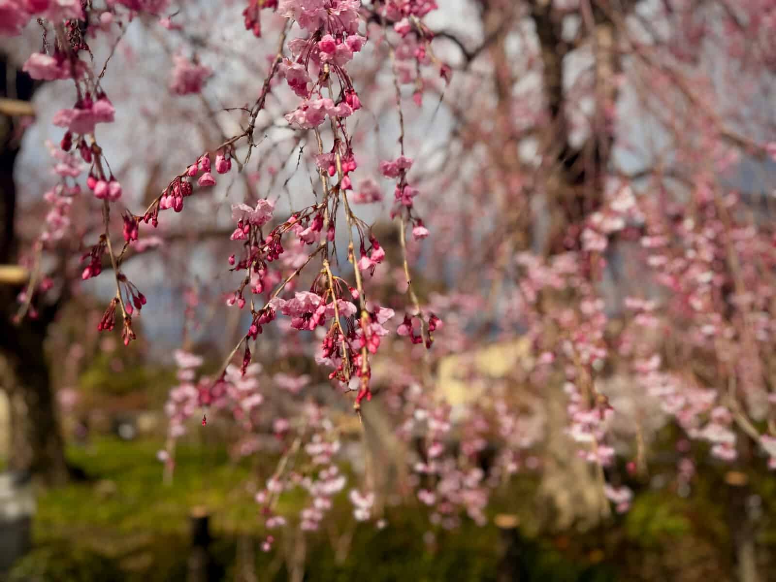 日本春日旅行風景，日本旅遊保險指南特色圖片