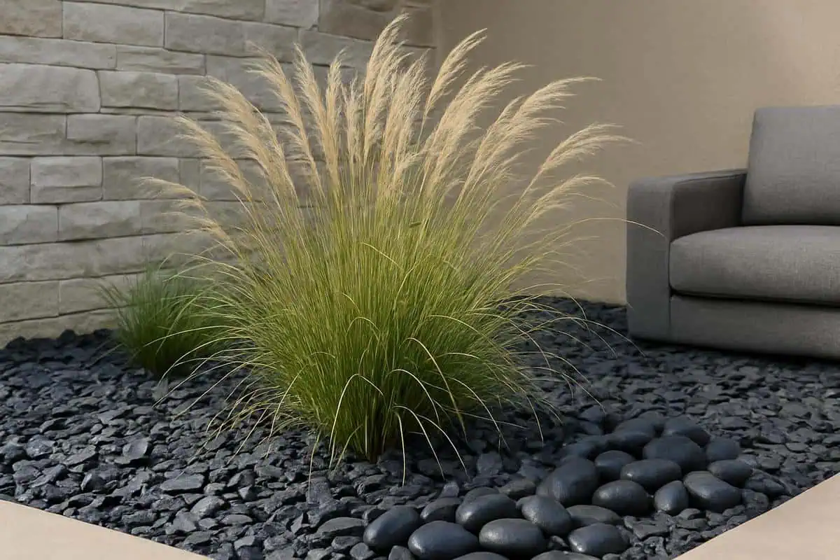 Massif de graminees miscanthus et stipa sur lit d'ardoise calibree et galets noirs, deco jardin exterieur contemporaine, couvre-sol avec gravier anthracite