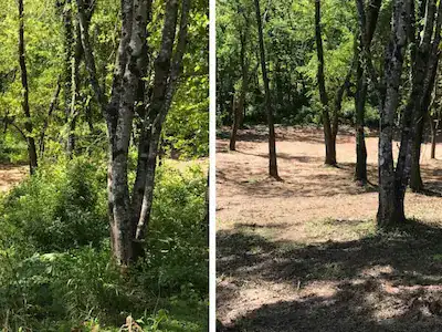 Ejemplo de limpieza de parcela antes y después en Terrassa