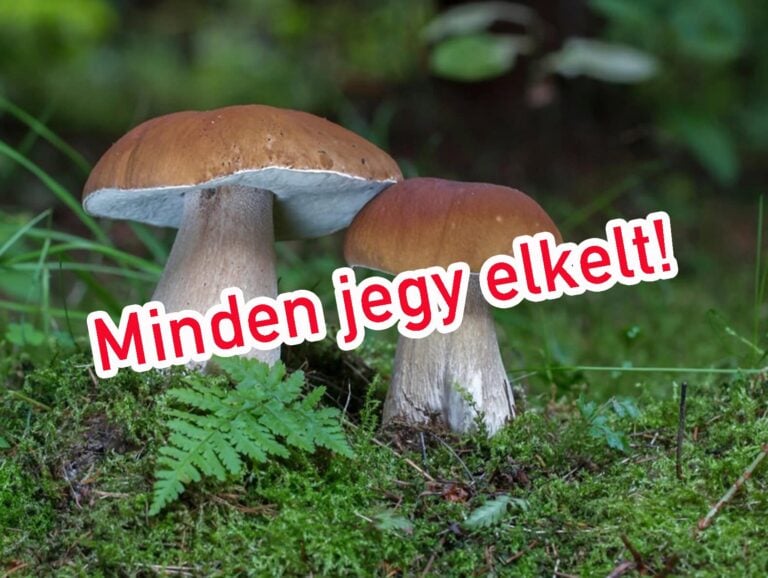 Gombaismereti tanfolyam – a létszám betelt! Következő tanfolyam időpontja egyeztetés alatt.