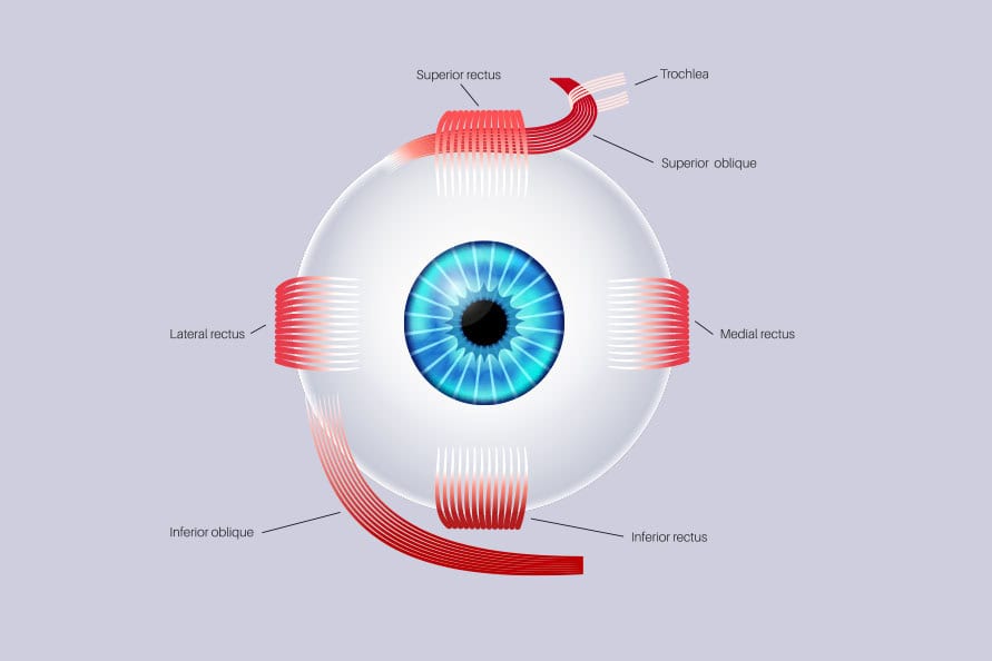 Optic eye muscle anatomy diagram showing rectus muscles, trochlea, and oblique muscles, essential for eye movement and alignment.