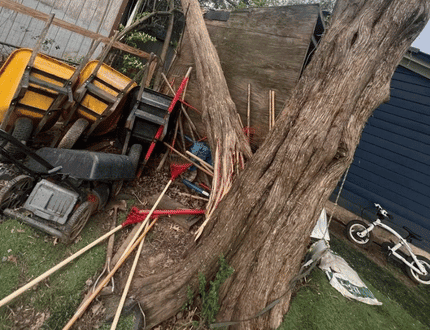 Tree Service in Manassas, VA | ISA Certified Arborist® | King Tree Services