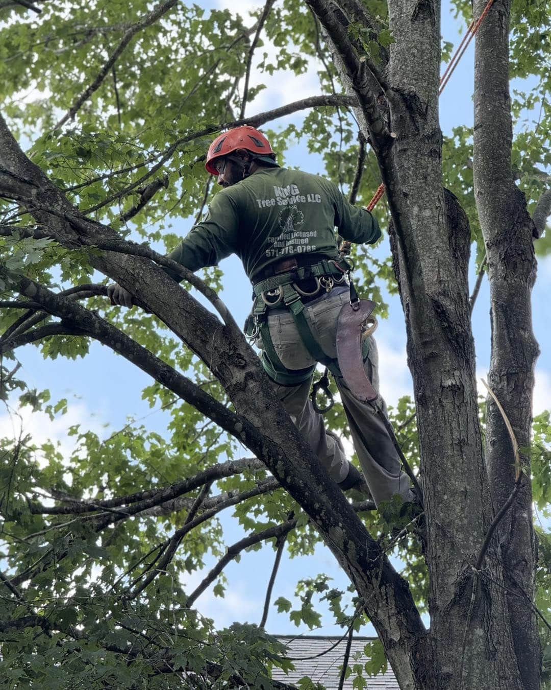 Tree Trimming & Pruning Manassas VA | ISA Certified Arborists | King ...