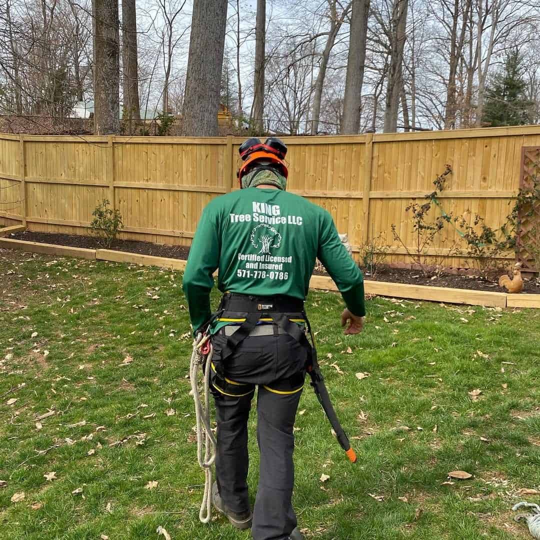 Tree Cabling and Support Systems Manassas, VA