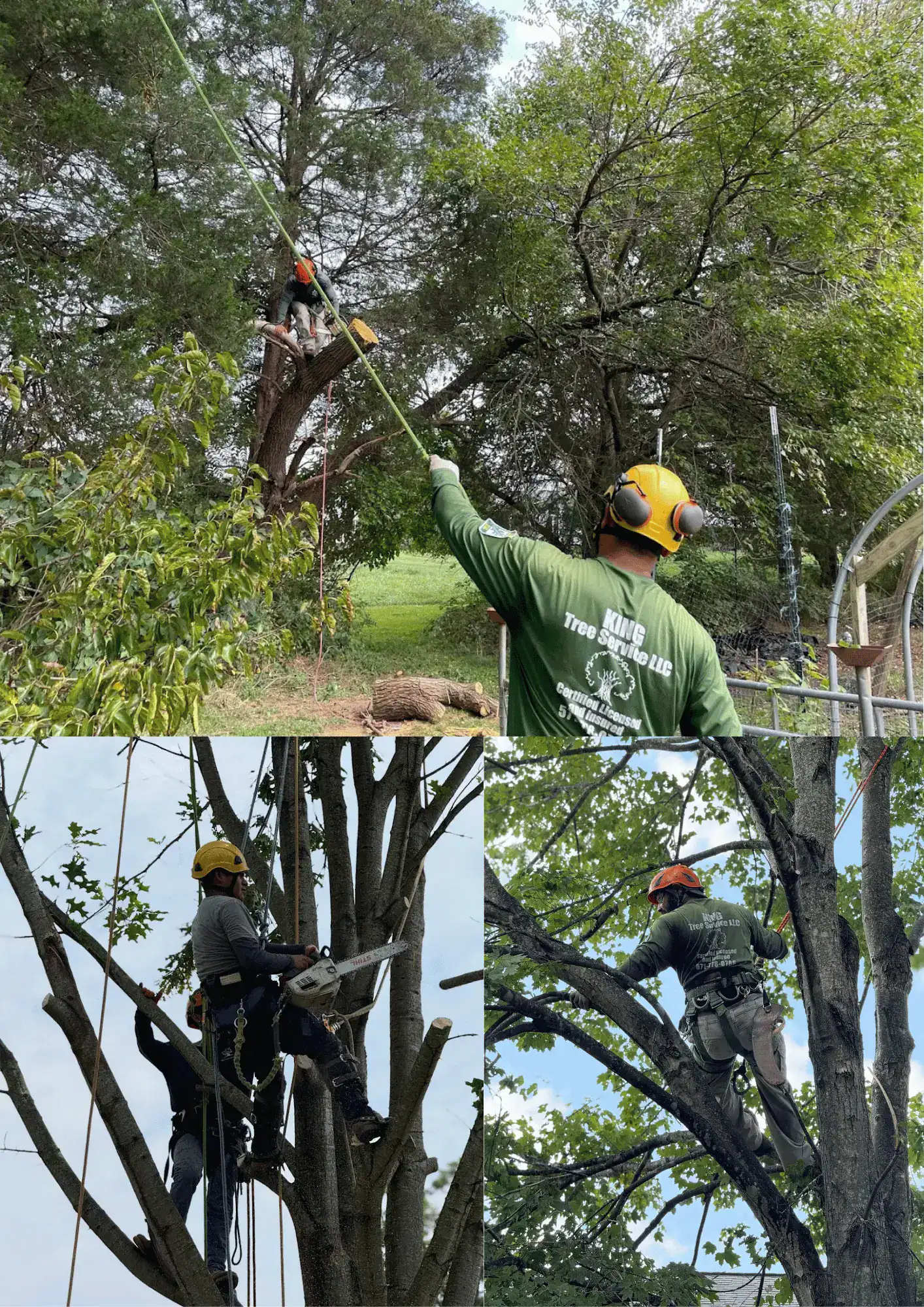 Tree Service in Manassas, VA | ISA Certified Arborist® | King Tree Services