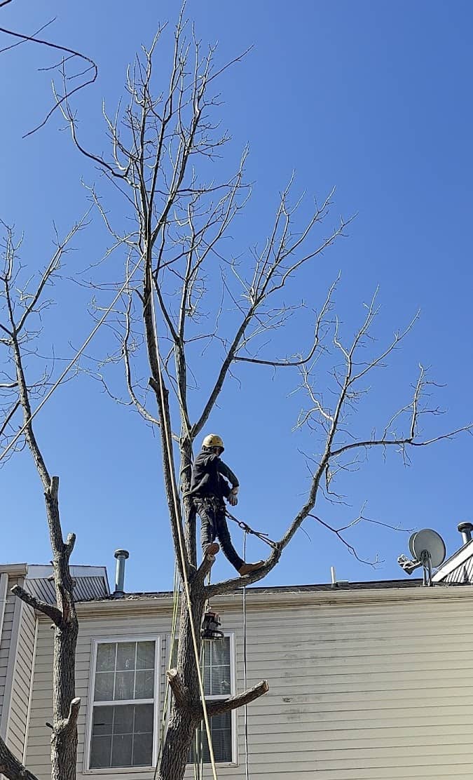 King Tree Service professional climbing and cutting high tree branches above a townhouse roof in Manassas Park VA