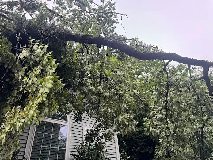 Emergency tree removal in Sudley VA showing a massive storm-damaged tree limb being safely dismantled near a residential house line.