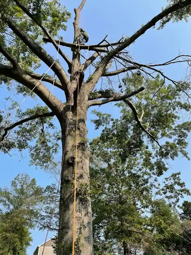King Tree Services emergency crew member executing high-canopy technical rope rigging to safely dismantle a massive storm-damaged tree in Bristow, VA.