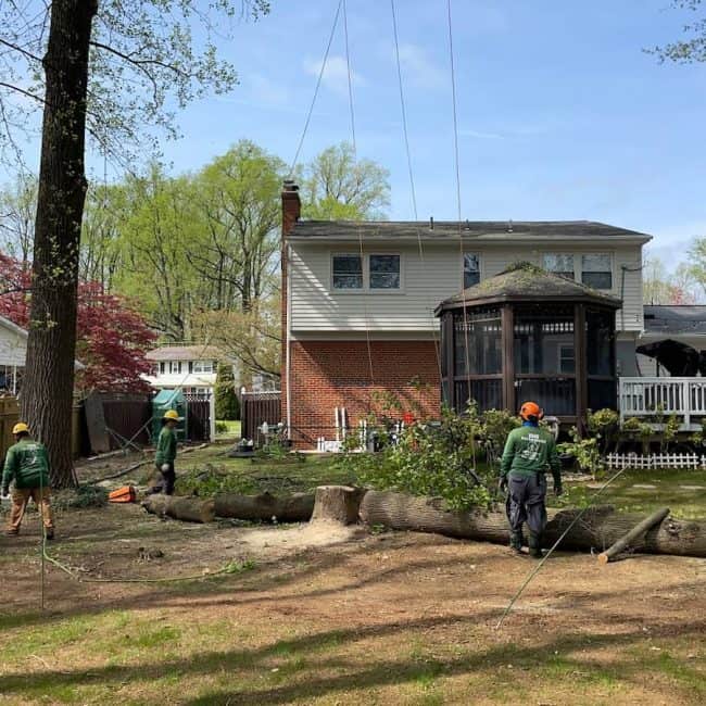Emergency storm damage cleanup removing a massive fallen tree near a residential home in Manassas VA.