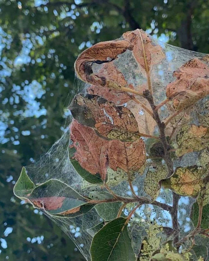 Tree Health and Diagnosis Manassas, VA | King Tree Services