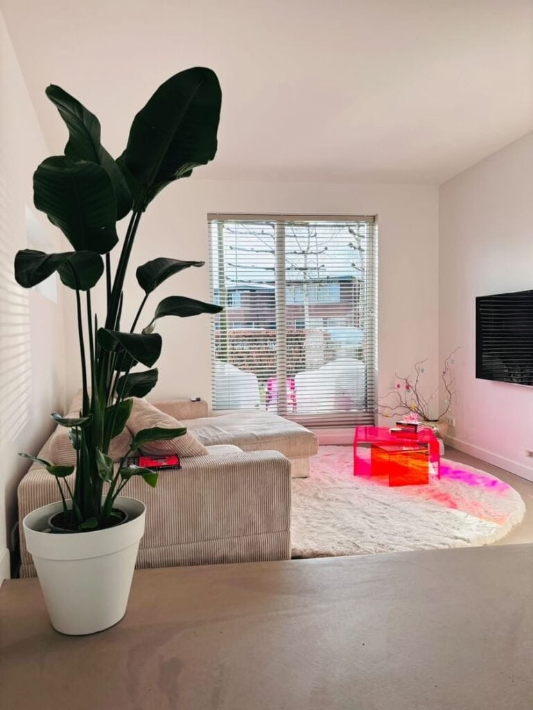 Moderne woonkamer met grote plant, comfortabele bank en grote ramen voor veel natuurlijk licht.