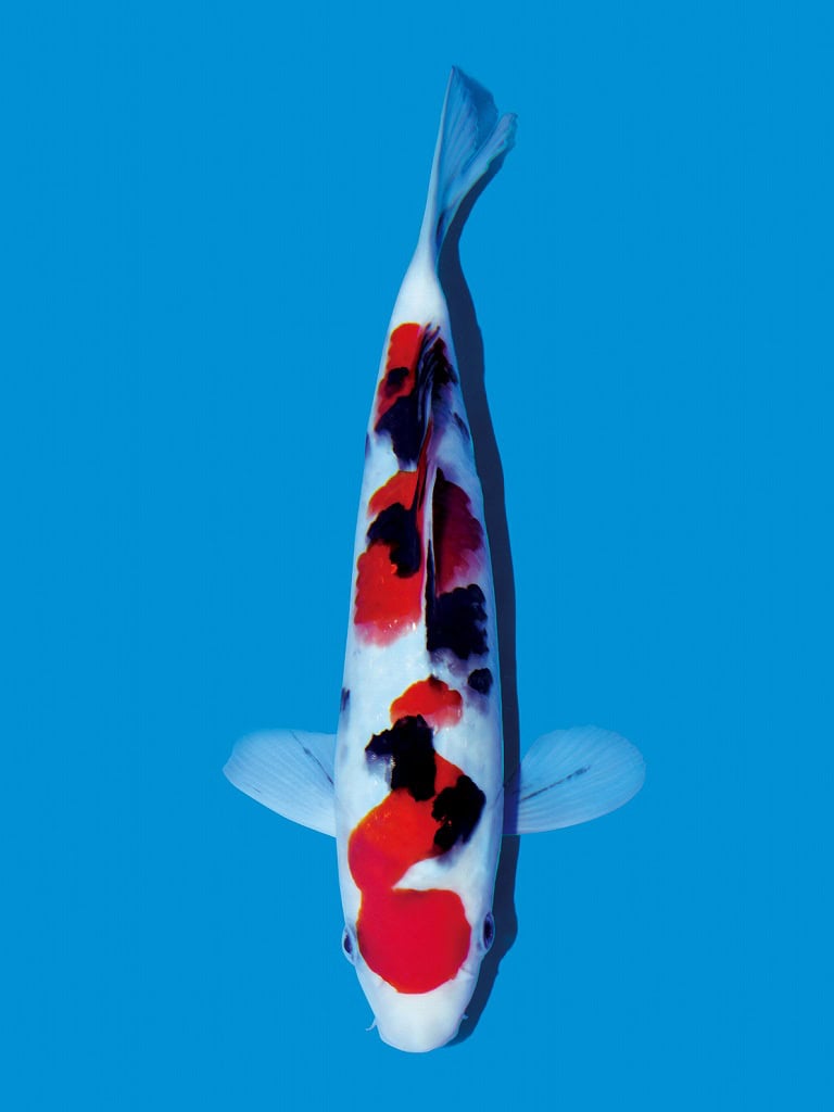 jenis ikan koi sanke ikan koi sanke