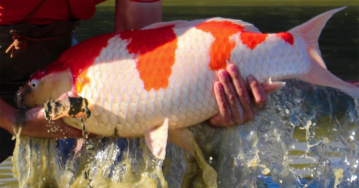 ikan koi jumbo