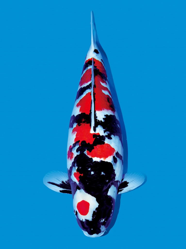 jenis ikan koi showa ikan koi showa