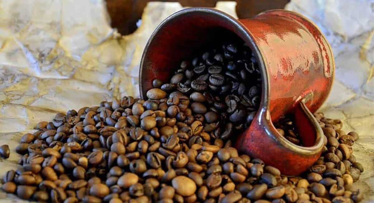 perbedaan kopi robusta dan arabika