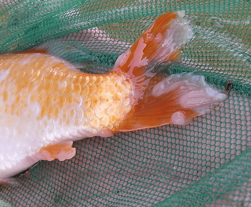 Penyakit ikan koi