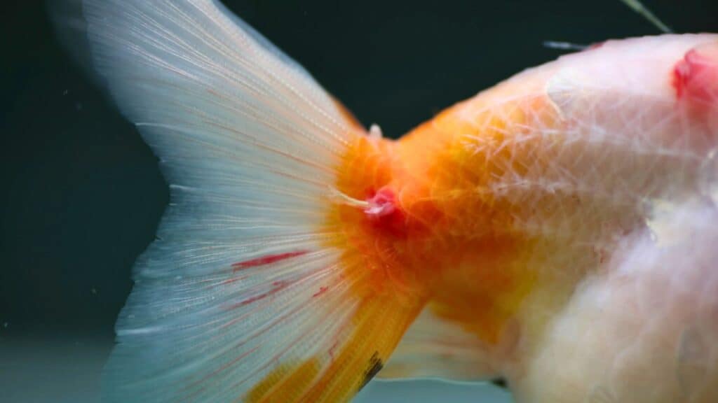 Kotak P3K Wajib: 7 Obat Ikan Koi yang Harus Dimiliki Pemula 4 kutu jarum