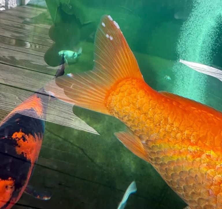 penyakit white spot ikan koi