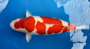 Mempertajam Warna Merah Koi