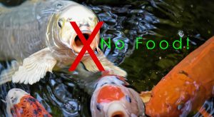 Kapan Ikan Koi Perlu Puasa