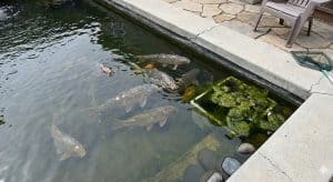 kesalahan desain kolam koi