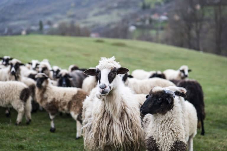 Ovce na ispaši u netaknutoj prirodi Bosanske Krajine, slobodan uzgoj na prostranim livadama, prirodna ishrana koja daje vrhunski kvalitet mesa za tradicionalnu pečenu jagnjetinu.