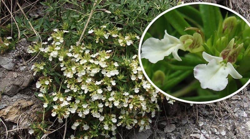 Trava iva – ljekovita biljka sa sitnim blijedožutim cvjetovima na kamenitom tlu