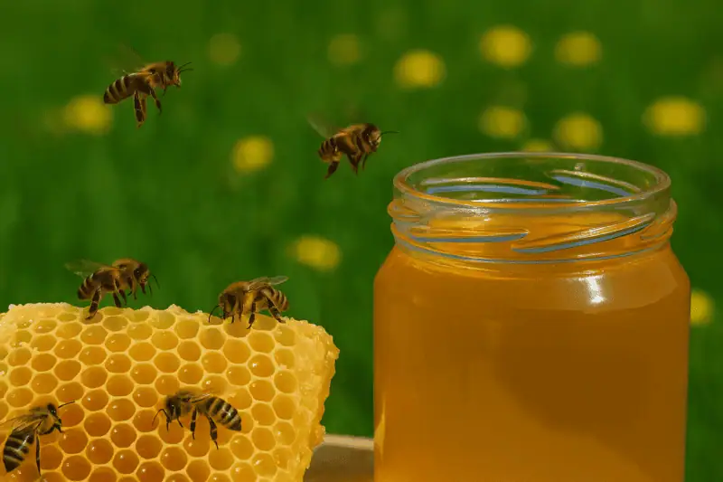 Pčele sakupljaju nektar oko košnice uz teglu domaćeg meda