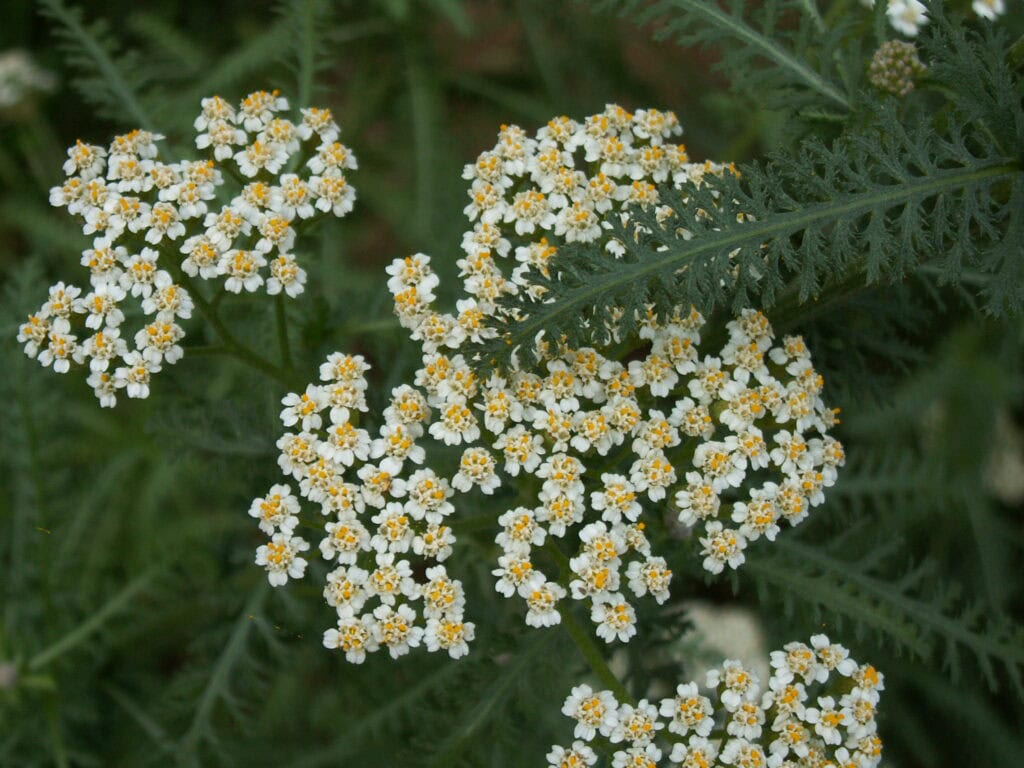 Bijeli cvjetovi hajdučke trave (Achillea millefolium) među zelenim listovima na livadi u Krajini