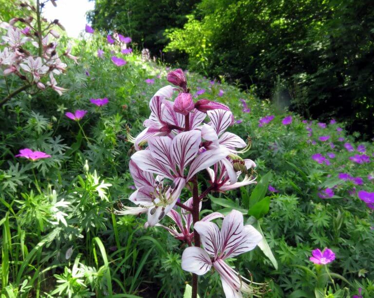 Hegyvidéki Zöld Iroda programja