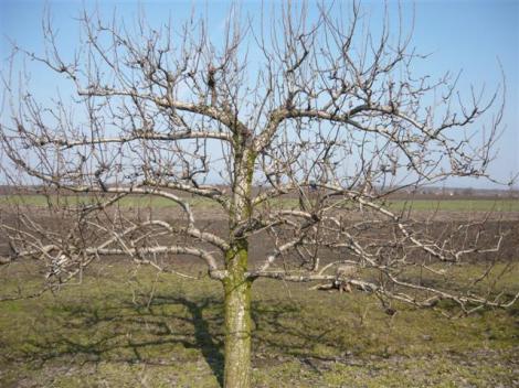 Jókai Növény- és Kertbarát Klub