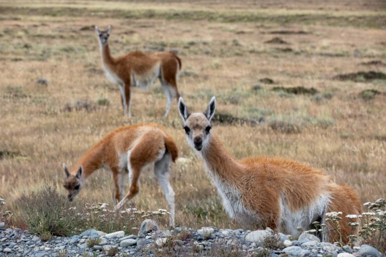 Patagónia és Tűzföld
