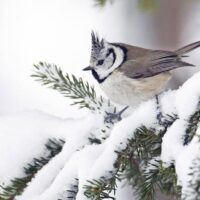 Jókai növény és kertbarát klub