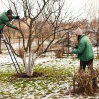 Jókai növény és kertbarát klub