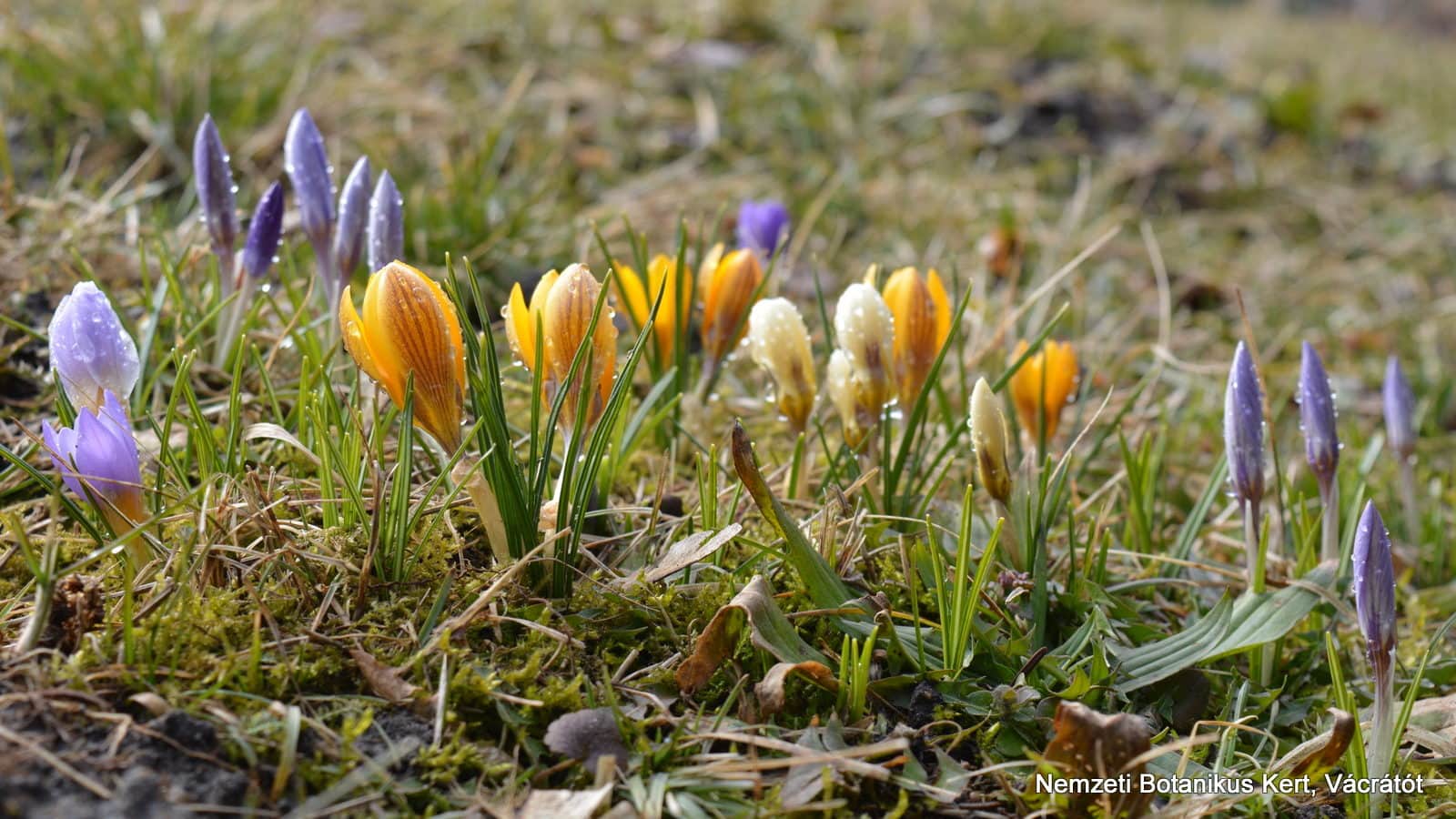 Jókai növény és kertbarát klub