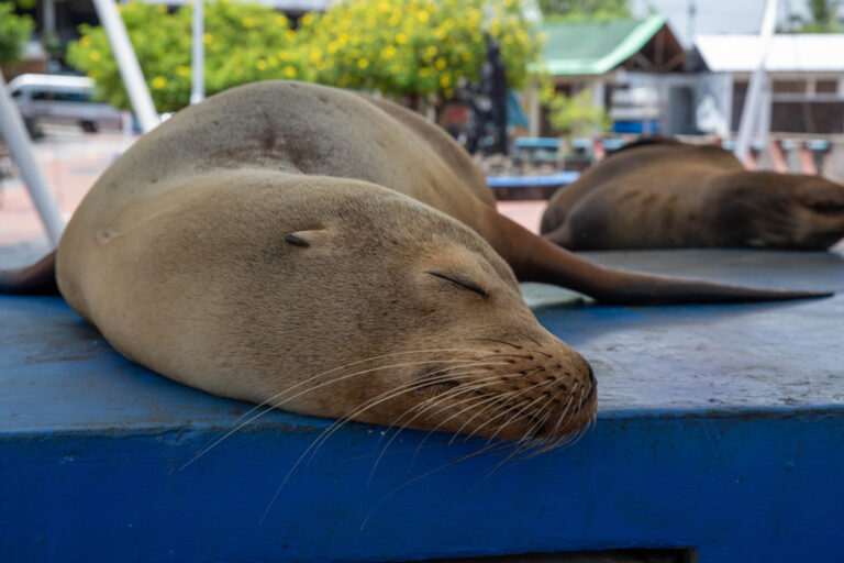 Óriások földje – Galápagos-szigetek