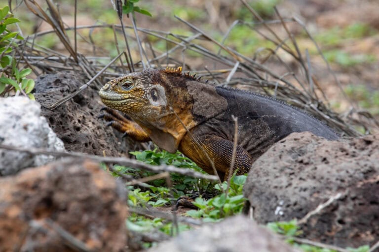 Óriások földje – Galápagos-szigetek