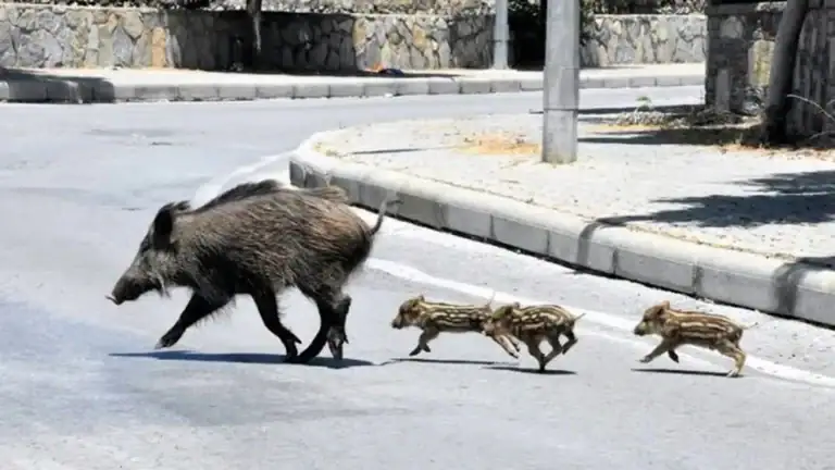 Szalonegyetem