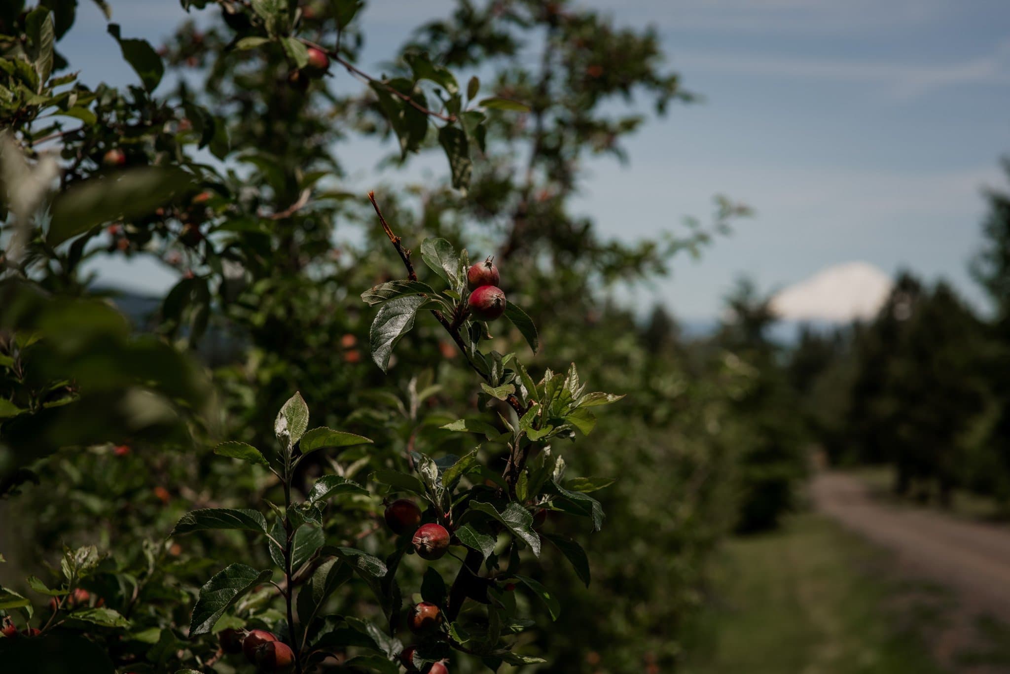 Romantic Mt Hood Organic Farms Wedding Photography