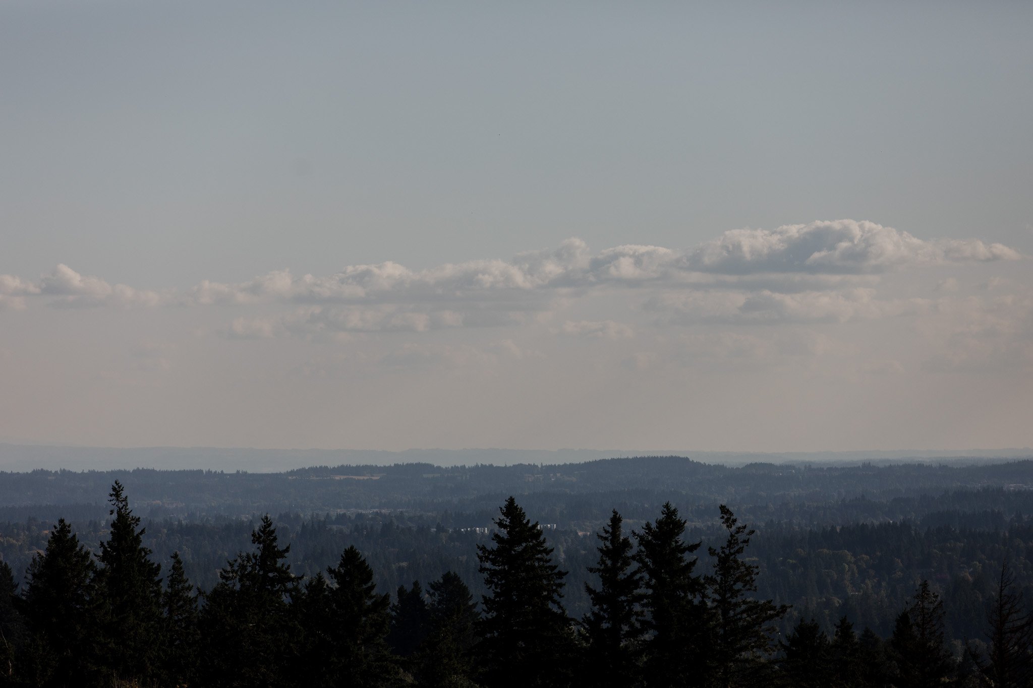 A scenic view of a forest with distant rolling hills and a cloudy sky, reminiscent of the beautiful landscapes surrounding Amaterra Winery, a charming Portland wedding venue.