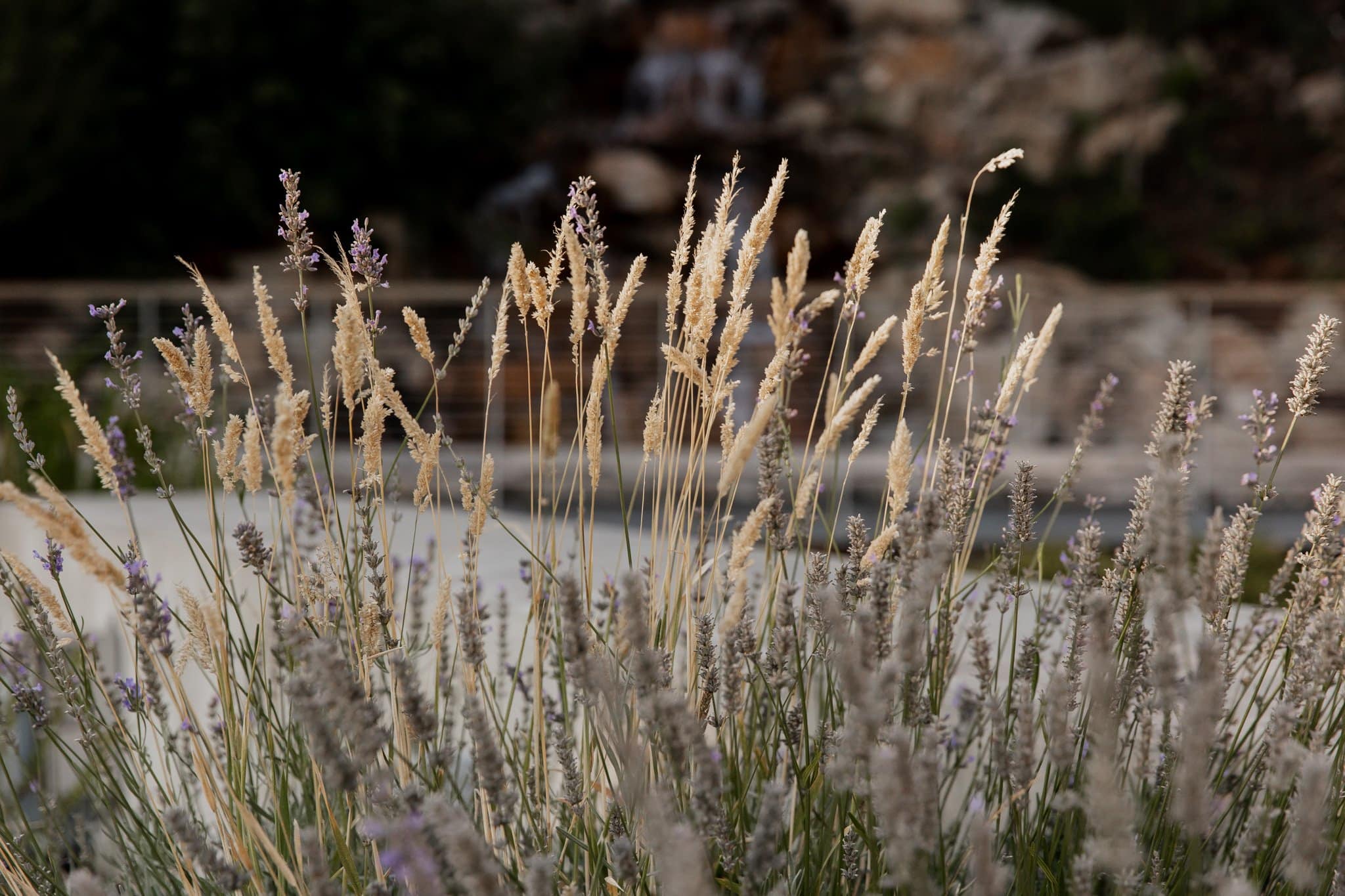 Tall grass and lavender sway gently with a blurred rocky background, evoking the serene ambiance of Amaterra Winery, a picturesque Portland wedding venue.