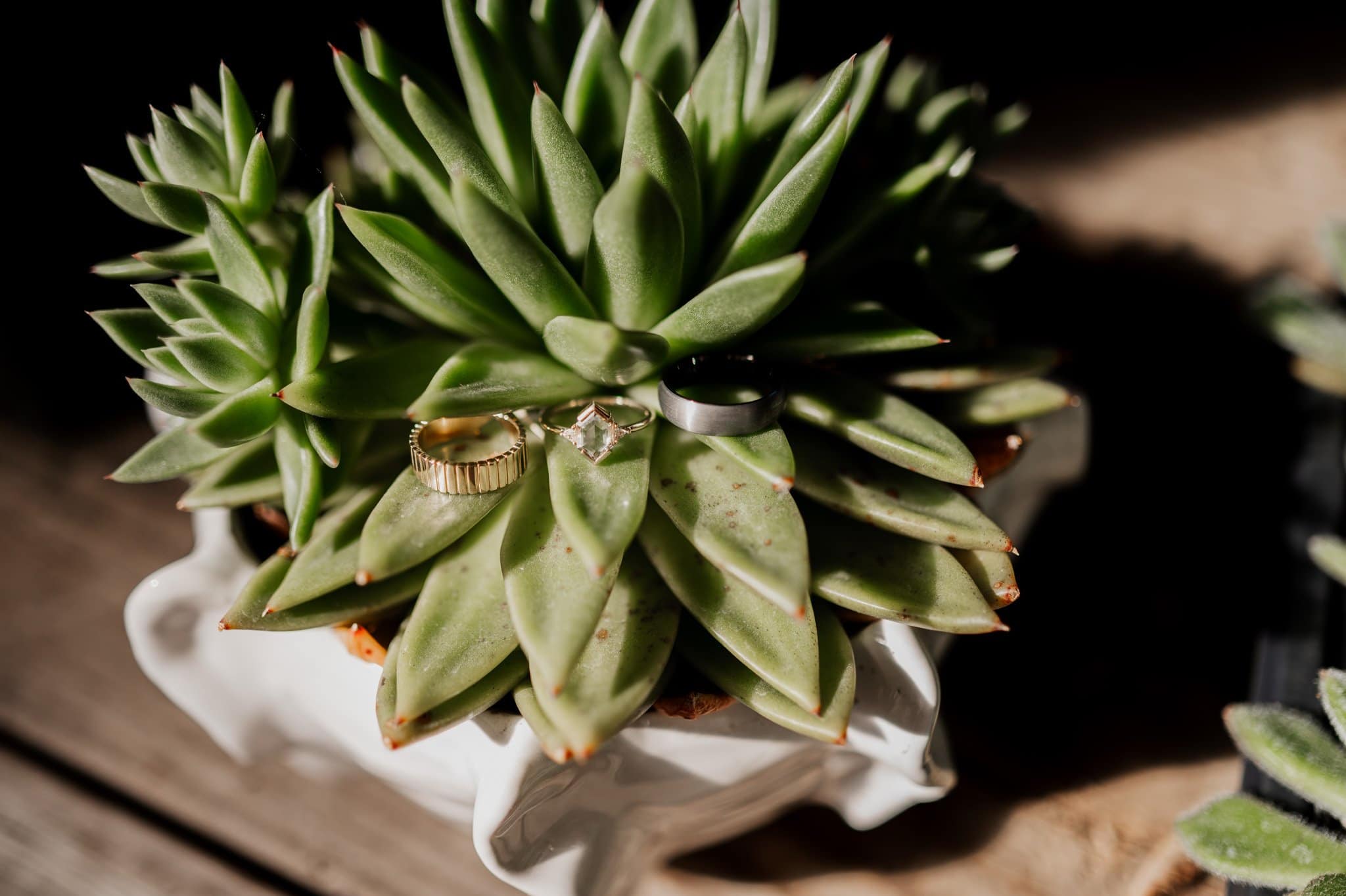 Wedding rings rest elegantly on a green succulent in a white pot, with sunlight casting gentle shadows. Perfect for wedding photos at Blockhouse, this scene captures the essence of love and nature intertwined.