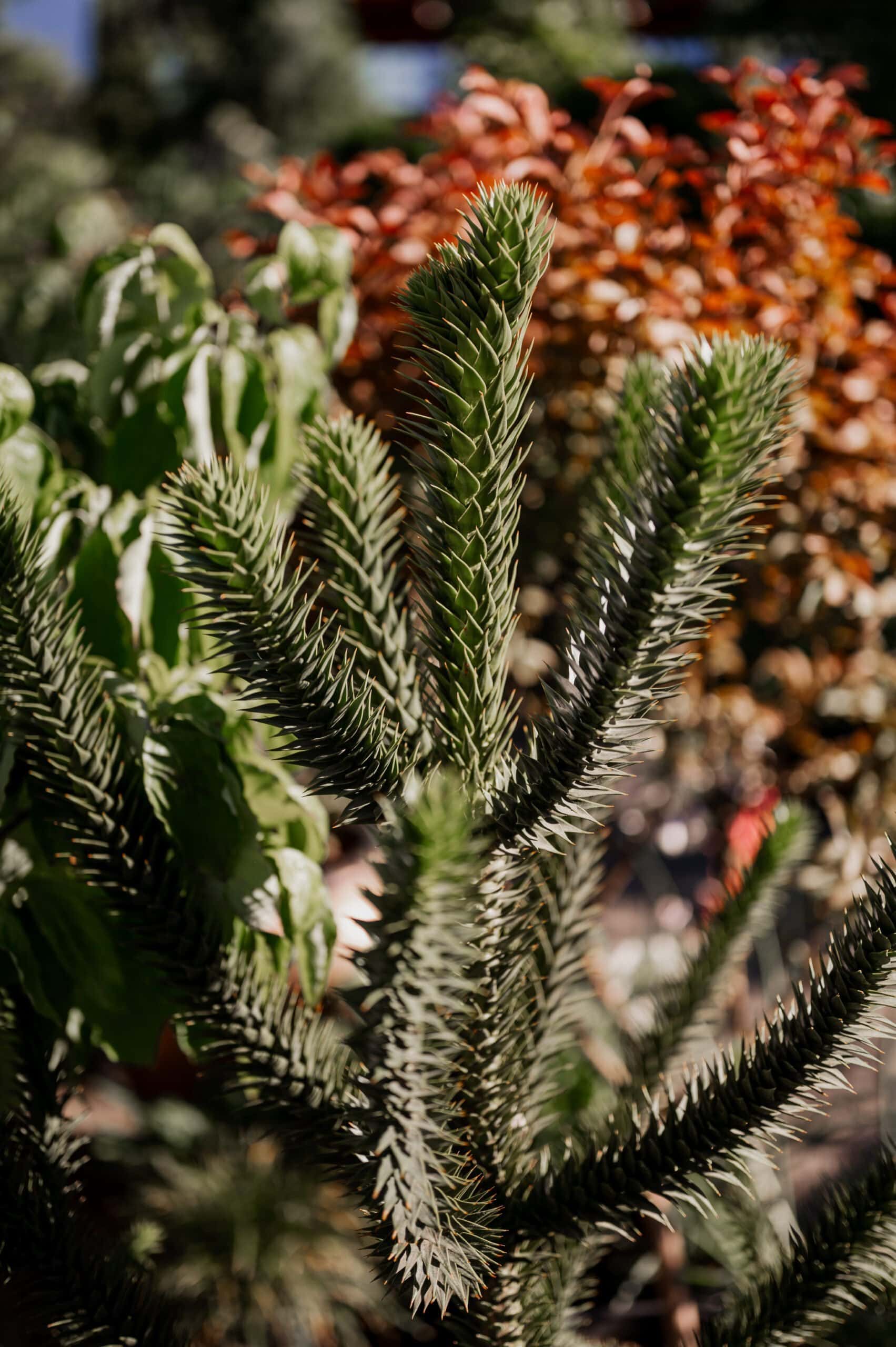 Close-up of a spiky green monkey puzzle tree with blurred foliage in the background, perfect for capturing unique wedding photos at Blockhouse.