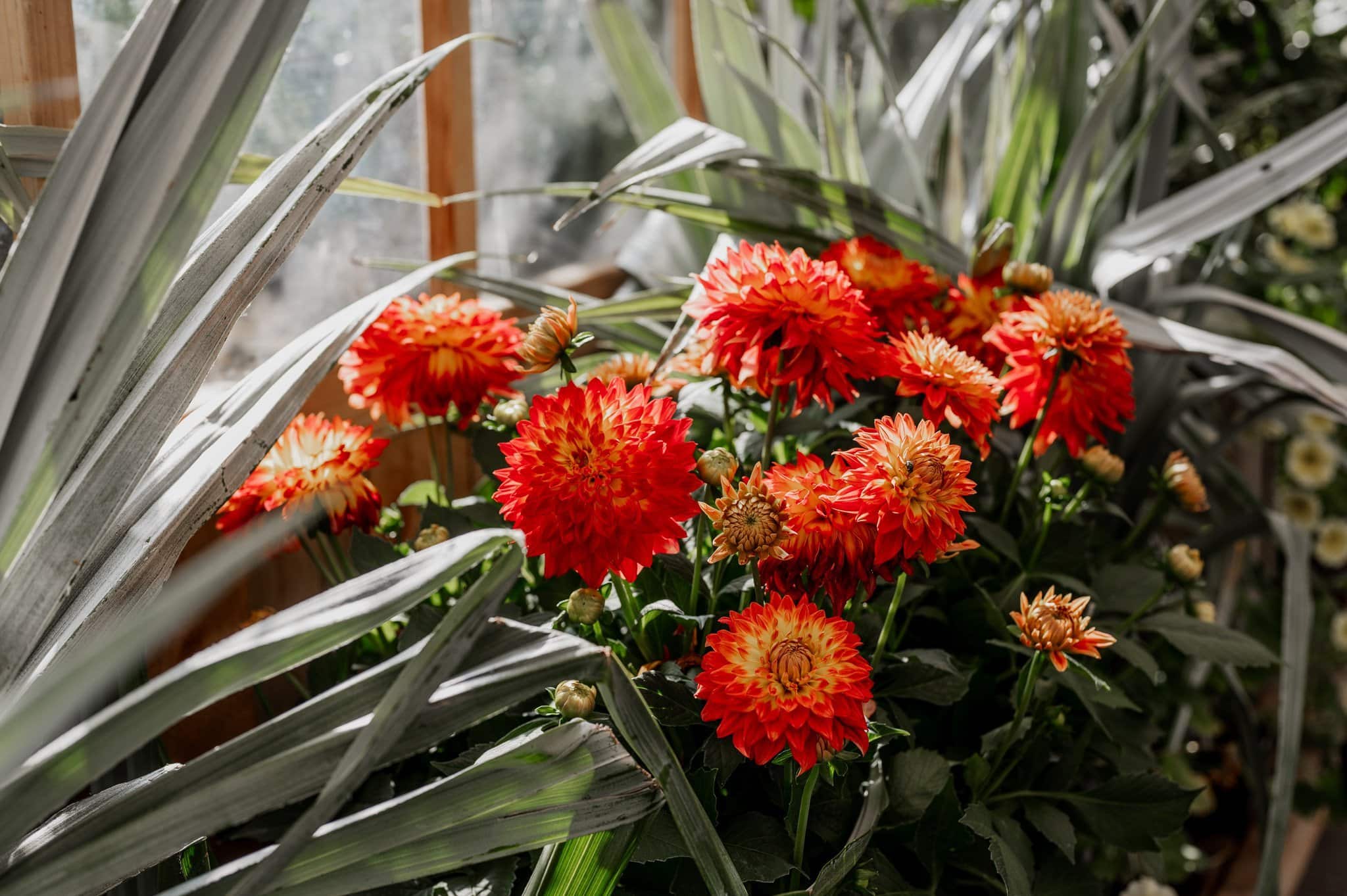 In a sunlit garden, vibrant orange flowers contrast beautifully against lush green leaves, creating a perfect backdrop for wedding photos at Blockhouse.