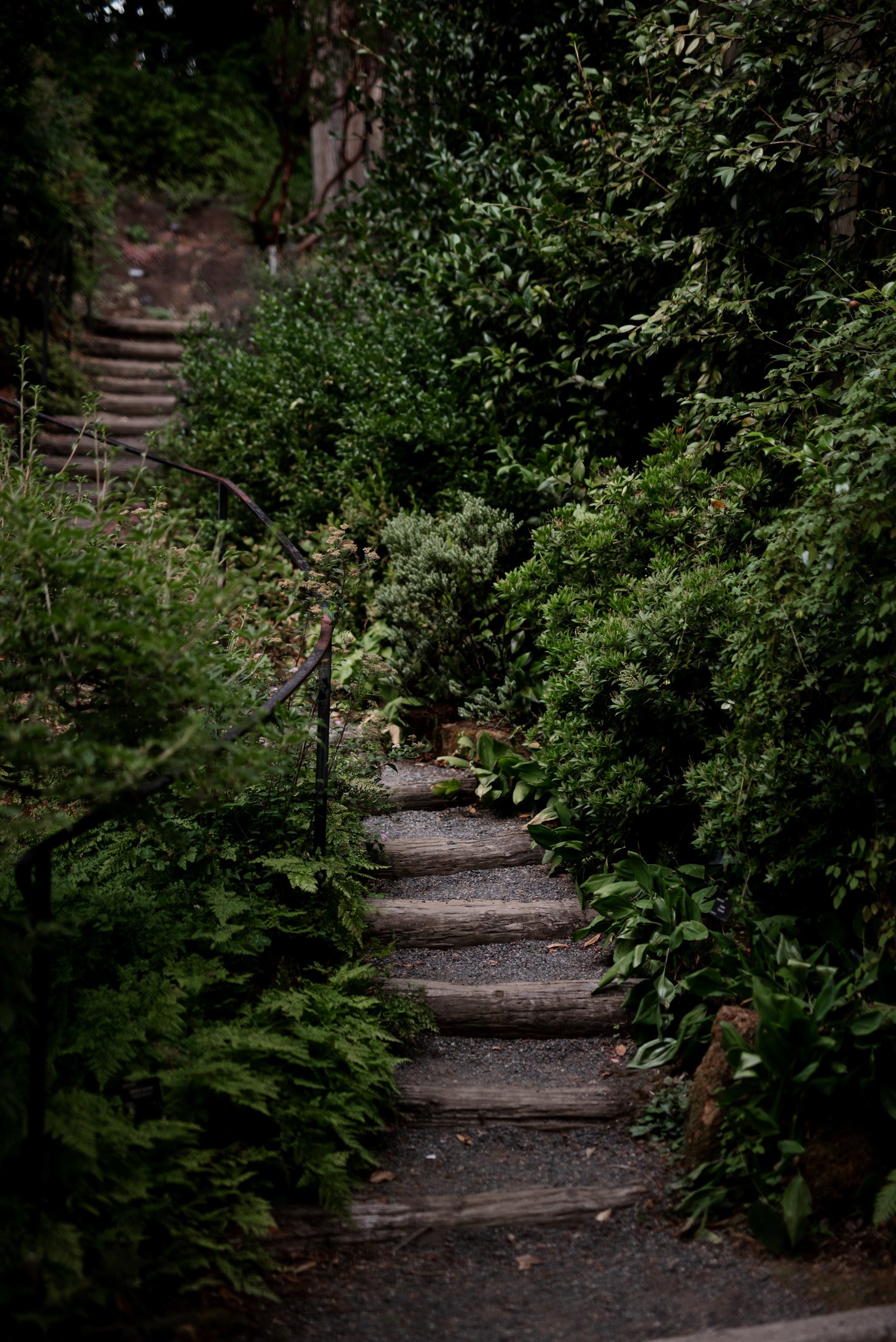 Stone stairs enveloped by lush green foliage ascend a garden path, creating a picturesque setting in Leach Botanical Garden.