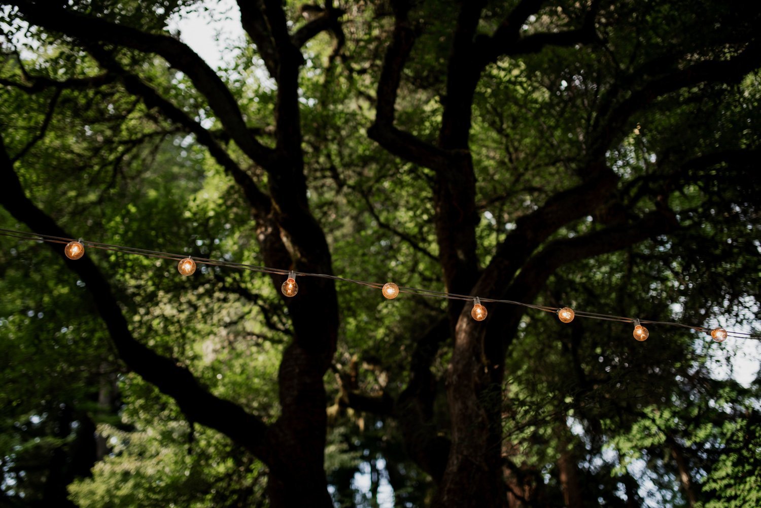 String lights are suspended between trees, casting a warm glow over the lush green foliage at Leach Botanical Garden, setting a romantic scene for a wedding celebration.
