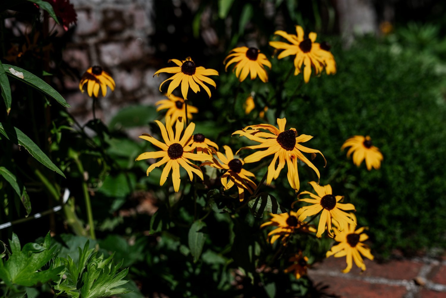 Bright yellow flowers with dark centers bloom in the garden at Leach Botanical Garden, surrounded by green foliage and a brick pathway.